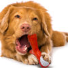 Durable Dog Chew Toys: Stimulate & Clean - ReThink Pet