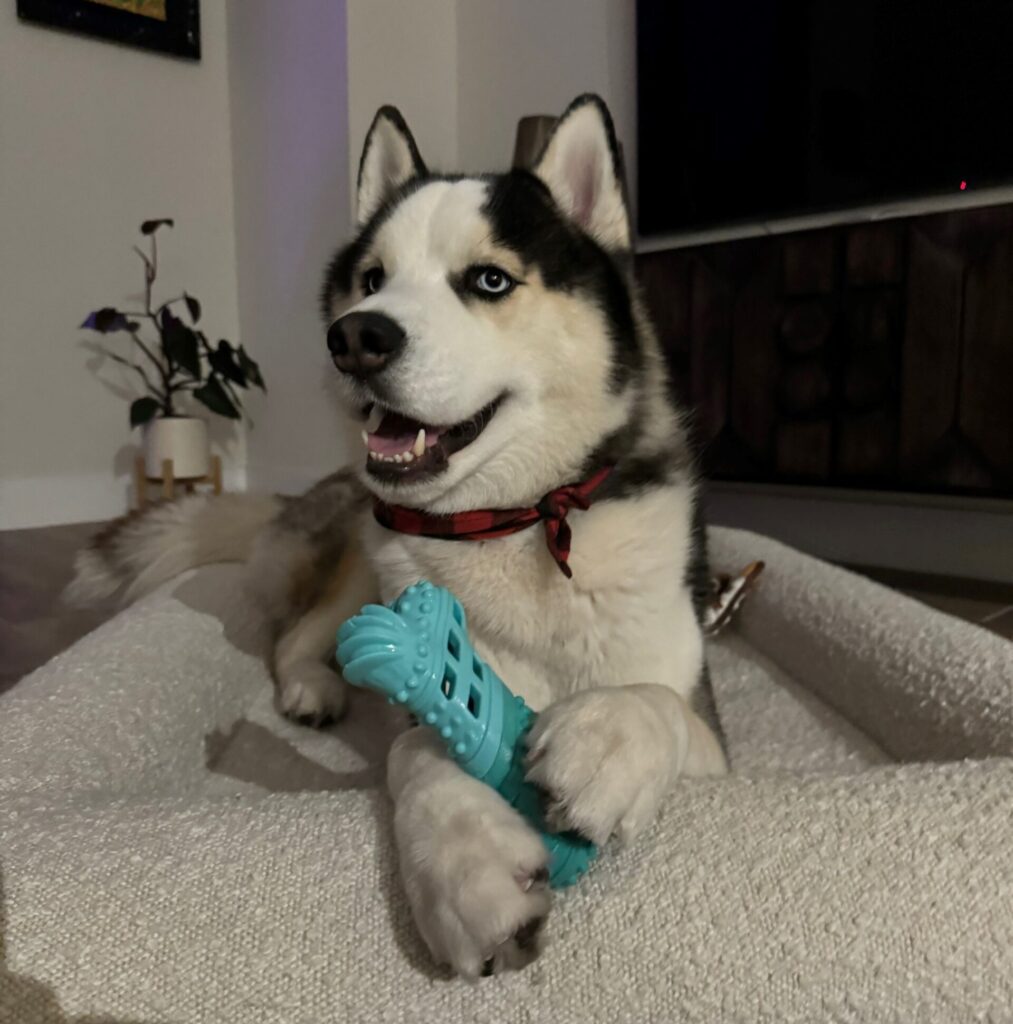 chew toys for dogs