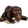 Brown Dog playing with a Chew toy for Dogs