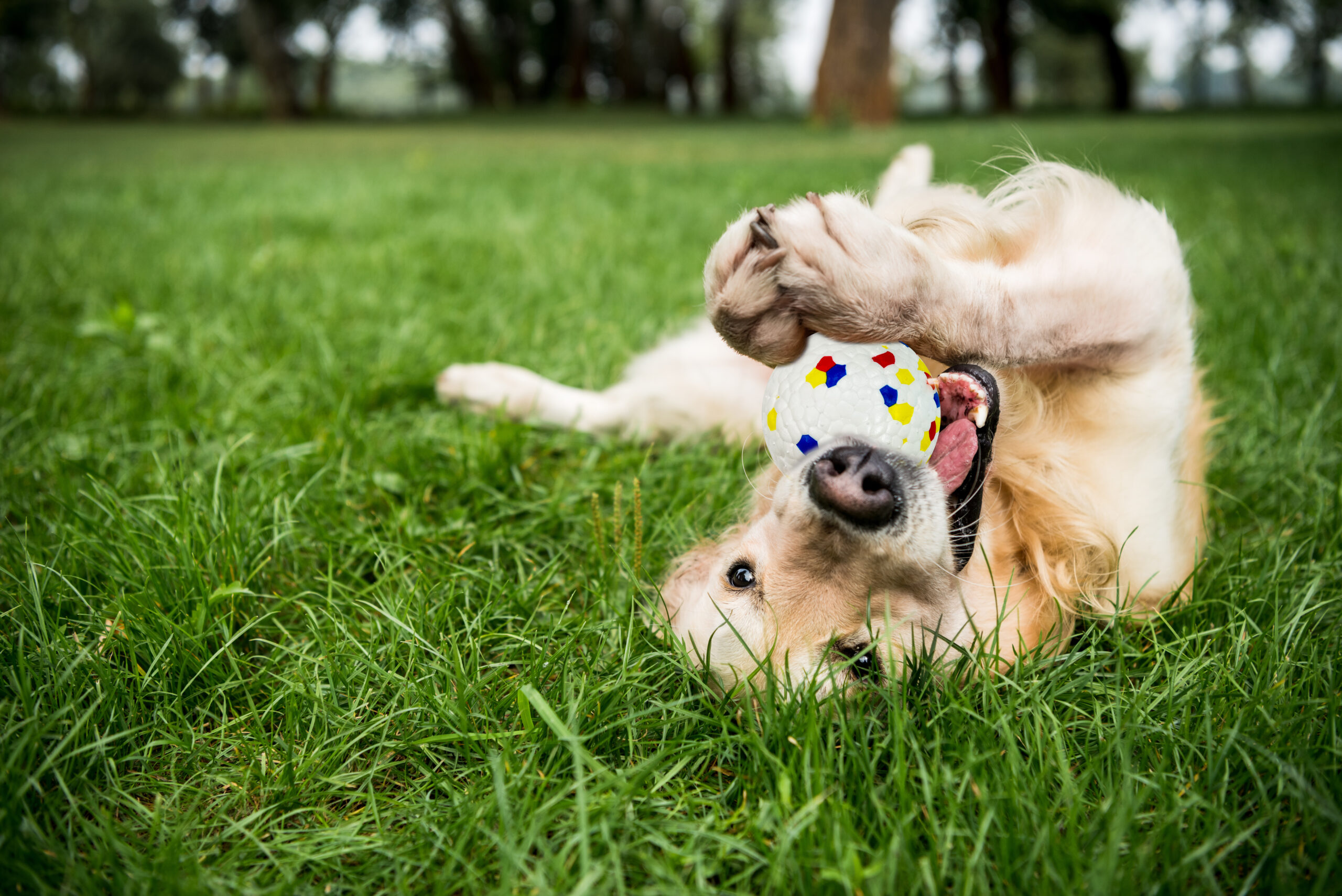 non-toxic dog toys