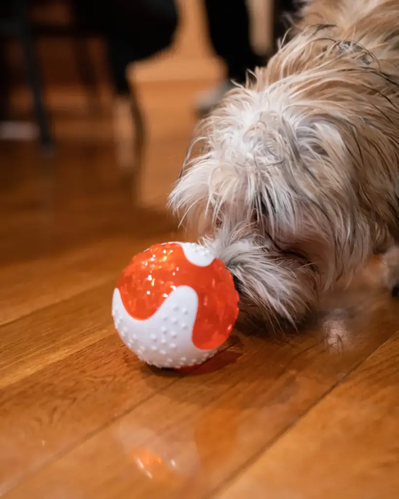 why dental chew toys are essential