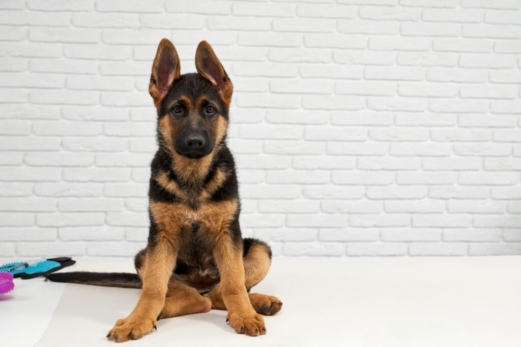 The Top 5 Best Toys for German Shepherds