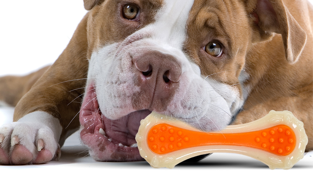 What are Some Good Toys for Pitbull Dogs?