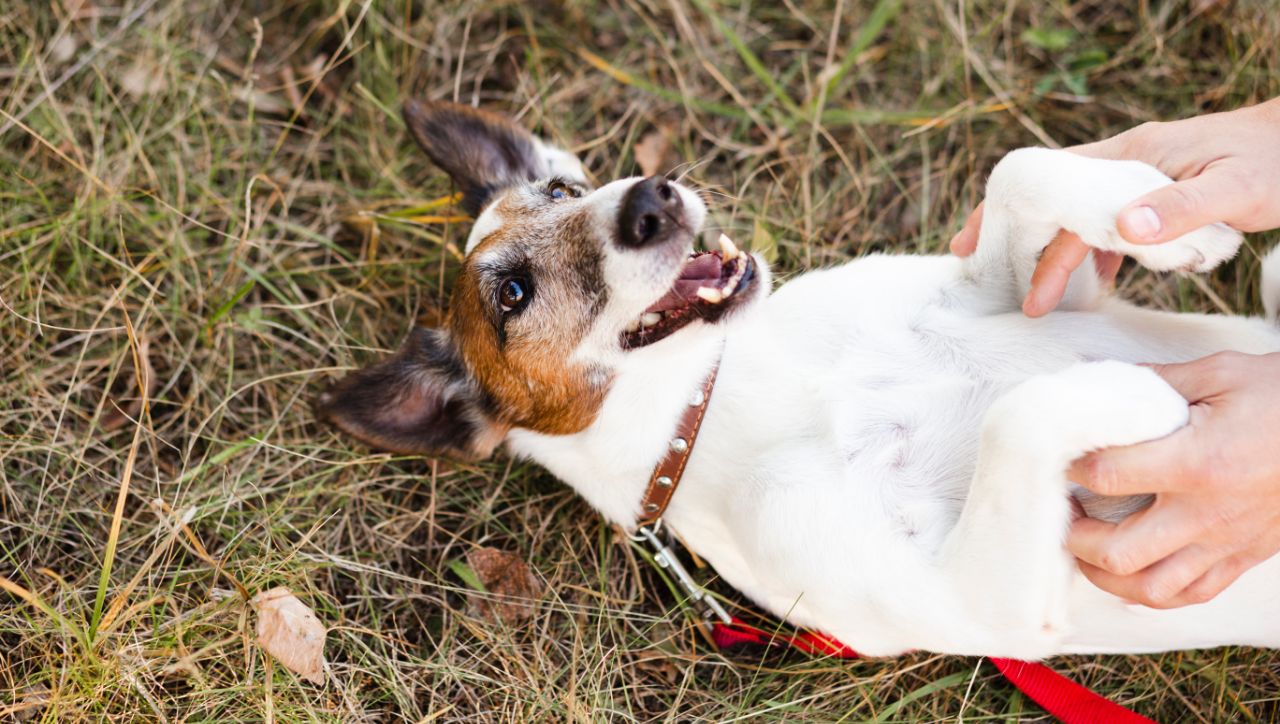 Why a Dog Treat Dispenser is a Must