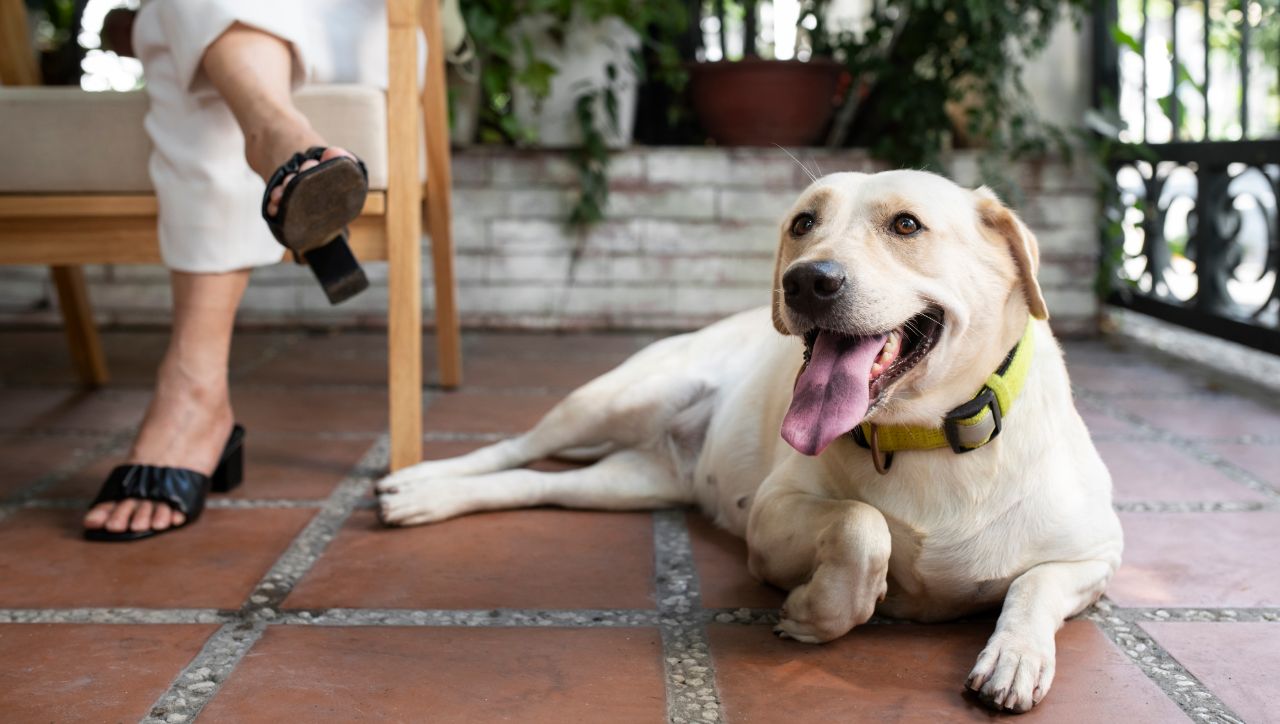 When to Replace Squeaky Dog Toys: Expert Tips
