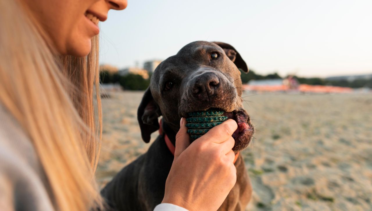 5 Best Indestructible Dog Toys, Reviewed