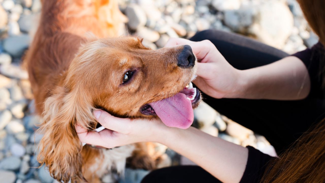 Bone Dog Toy: A Must-Have for Active Pups