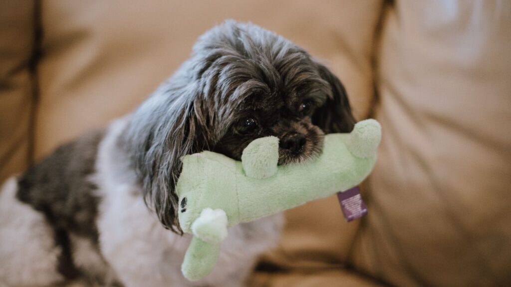 dog plush toy