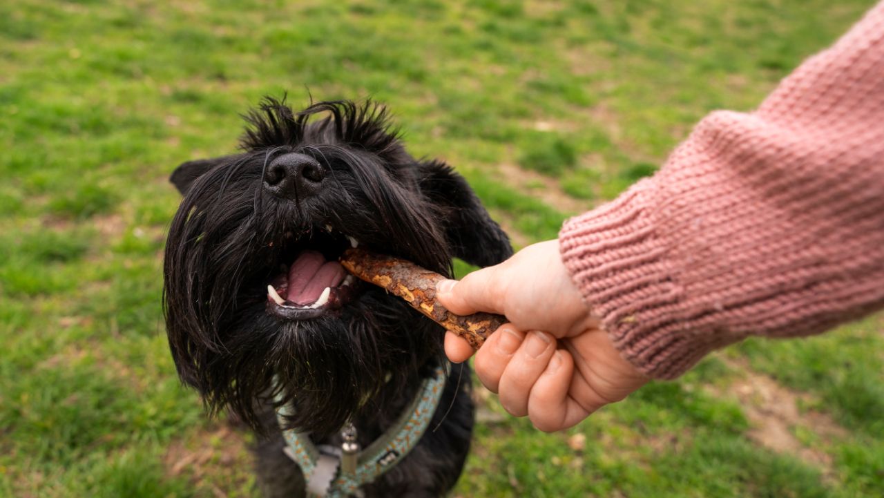 bacon-flavored dog treats