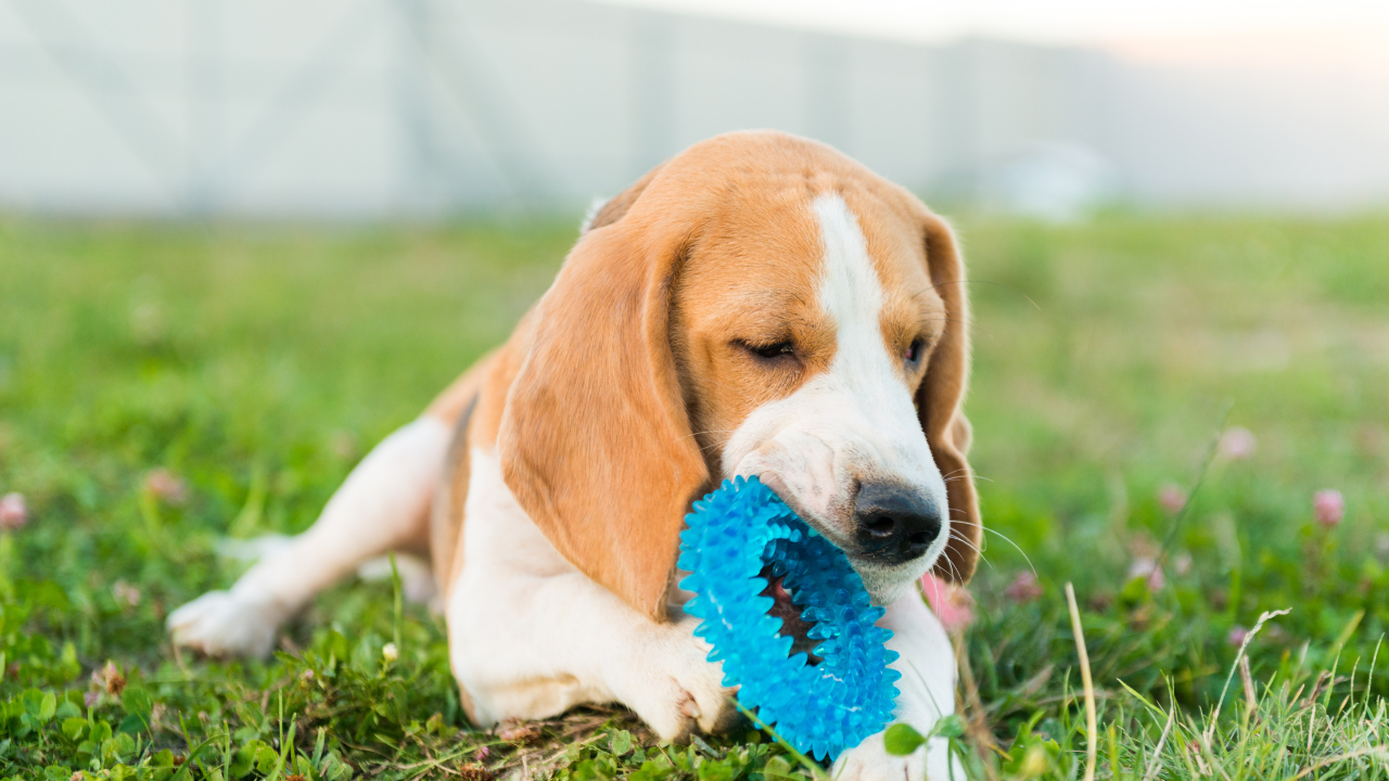best chew toys for puppies