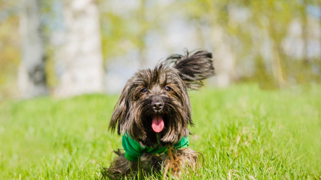 CBD pet products